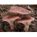 Мицелий Груздя горького / Груздь рыжий (Lactarius rufus)